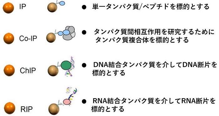 免疫沈降（IP）法で試薬を選択する際のポイントと留意点「Dynabeads Protein A/G」｜ラーニングコーナー | ベリタス